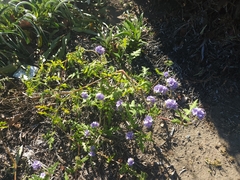 Phacelia