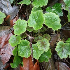 Tellima grandiflora