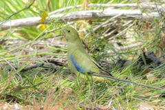 Neophema chrysostoma