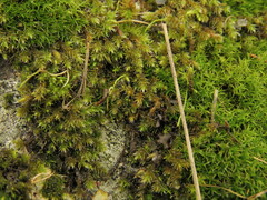Hedwigia stellata