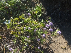 Phacelia