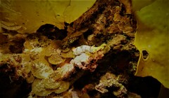 Hypselodoris saintvincentius