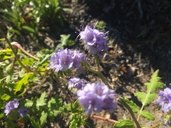 Phacelia