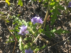 Phacelia