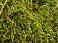 Pseudisothecium cristatum