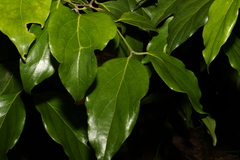 Psydrax lamprophylla