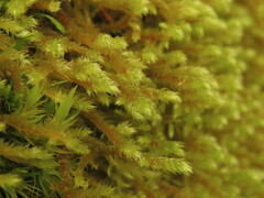 Antitrichia curtipendula