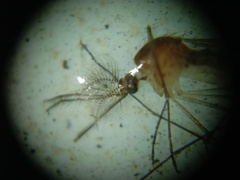 Culex pipiens