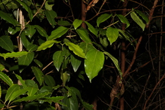 Psydrax lamprophylla