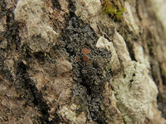 Fuscopannaria leucostictoides