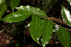 Olea paniculata