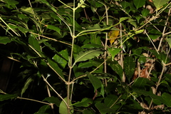 Olea paniculata