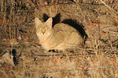 Felis lybica cafra