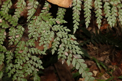 Adiantum formosum