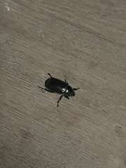 Coleoptera