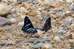 Jemadia fallax