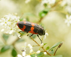 Castiarina bremei