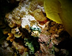 Hypselodoris saintvincentius