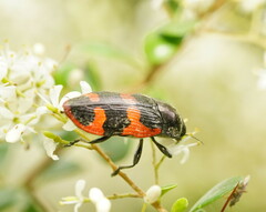 Castiarina bremei