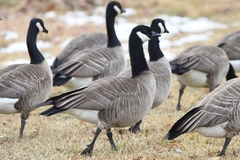 Branta hutchinsii hutchinsii