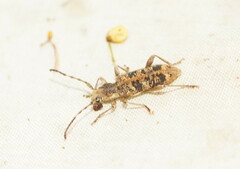 Pempsamacra dispersa