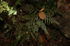Adiantum formosum