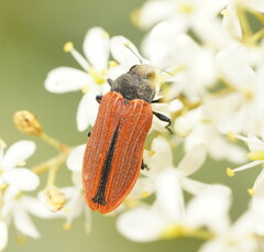 Castiarina erythroptera