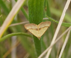 Anachloris subochraria