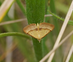 Anachloris subochraria