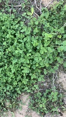 Medicago lupulina