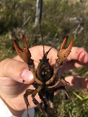 Lacunicambarus nebrascensis