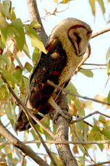 Tyto alba poensis