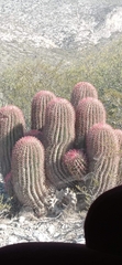Ferocactus