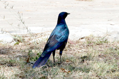 Lamprotornis australis