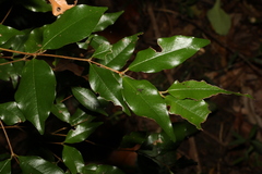 Syzygium francisii