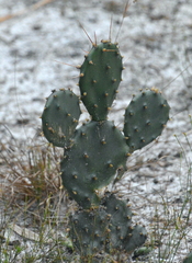 Opuntia austrina