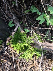 Selaginella pallescens