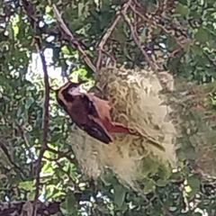 Aphrastura spinicauda