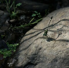 Austrogomphus amphiclitus