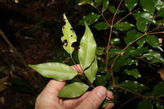 Syzygium francisii