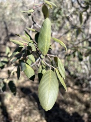 Frangula californica ursina