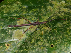 Pseudophasma unicolor