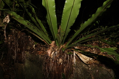 Asplenium australasicum