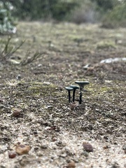 Arrhenia chlorocyanea