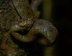 Ophryacus smaragdinus