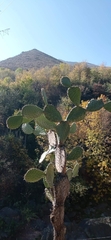 Opuntia