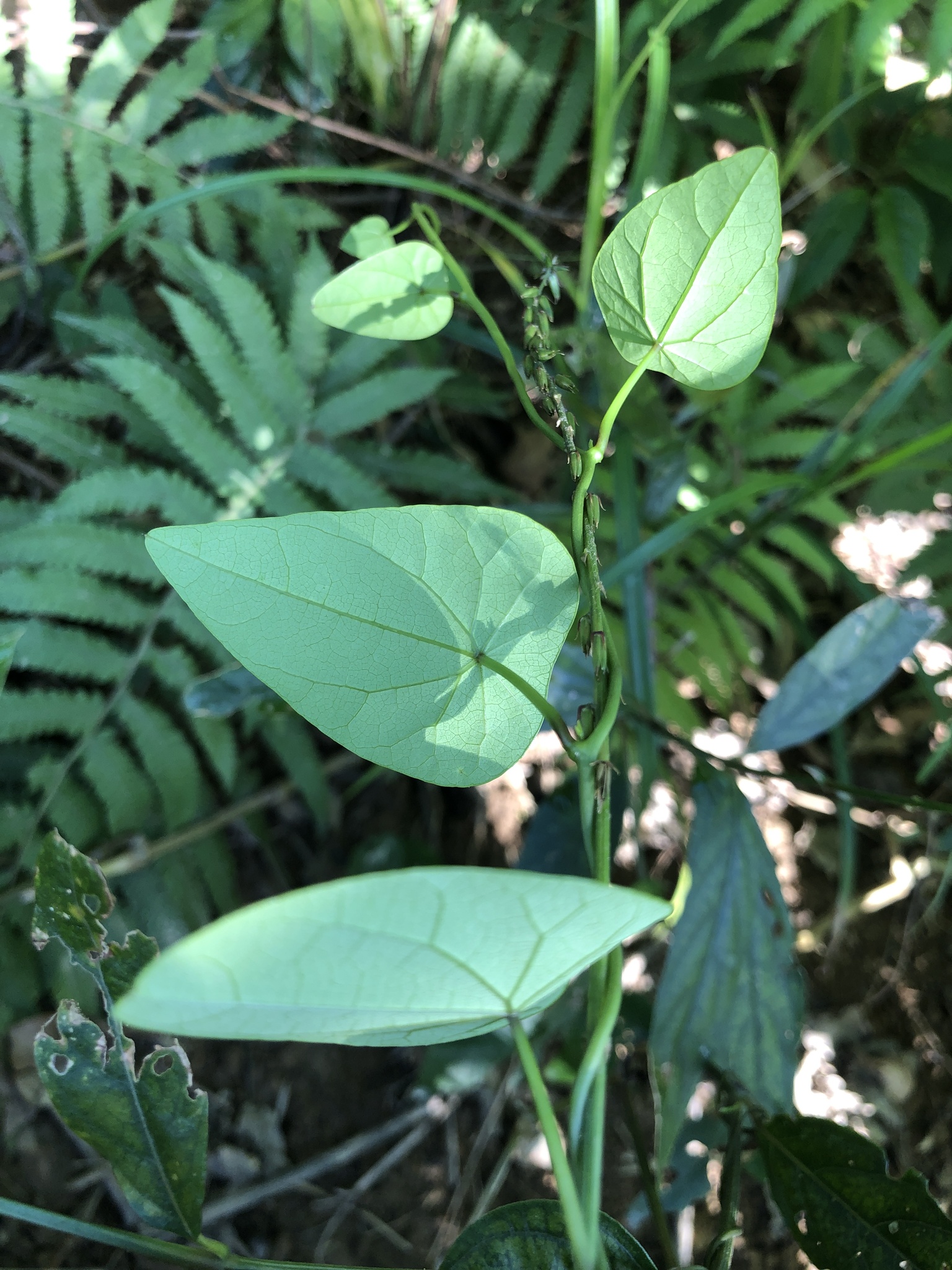 Stephania japonica (Thunb.) Miers