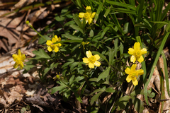 Ranunculus hispidus