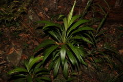 Cordyline rubra