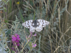 Melanargia russiae